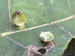 Caryomyia viscidolium