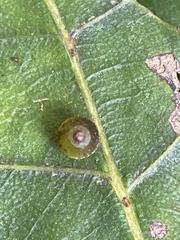 Caryomyia viscidolium