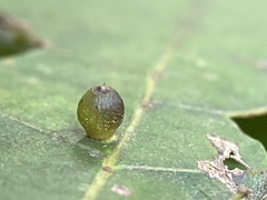 Caryomyia viscidolium