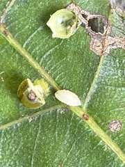Caryomyia viscidolium
