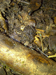 Eupsophus emiliopugini