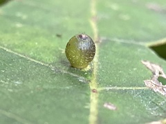 Caryomyia viscidolium