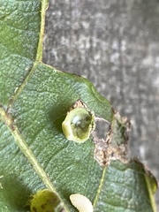 Caryomyia viscidolium