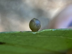 Caryomyia viscidolium