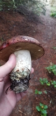 Leccinum manzanitae