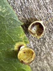 Caryomyia viscidolium