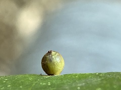 Caryomyia viscidolium