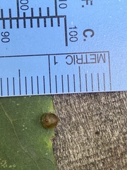 Caryomyia viscidolium