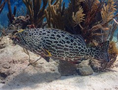 Mycteroperca venenosa