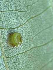 Caryomyia melicrustum