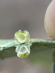 Caryomyia melicrustum