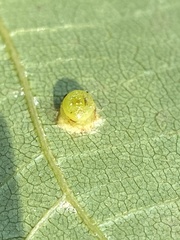 Caryomyia melicrustum