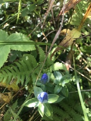 Gentiana platypetala