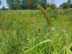 Setaria viridis major