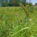 Giant Green Foxtail - Photo (c) cassi saari, some rights reserved (CC BY-NC), uploaded by cassi saari
