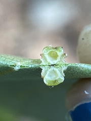 Caryomyia melicrustum