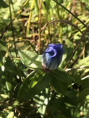 Gentiana platypetala