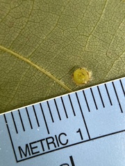 Caryomyia melicrustum