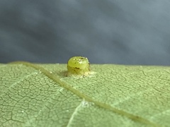 Caryomyia melicrustum