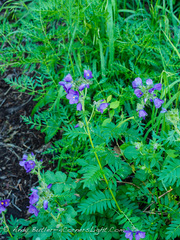 Polemonium foliosissimum