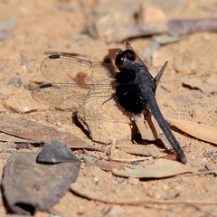 Neurothemis oligoneura