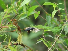 Pygodasis ephippium ephippium