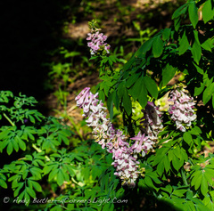 Corydalis caseana brandegeei