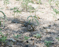 Aspidoscelis scalaris