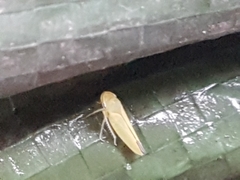 Cicadellidae