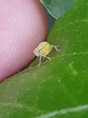 Cicadellidae