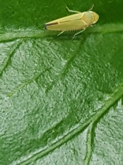 Cicadellidae