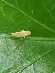 Cicadellidae