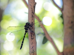 Anotogaster sieboldii
