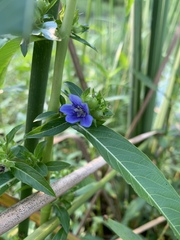 Hydrolea uniflora