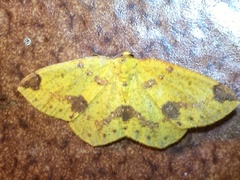 Periclina