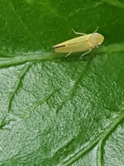 Cicadellidae