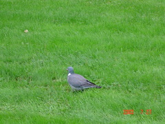 Columba palumbus