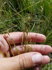 Rhynchospora capillacea