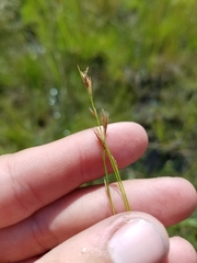 Rhynchospora capillacea