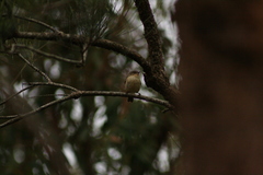 Acanthiza inornata