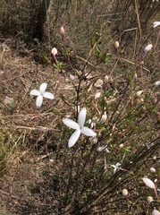 Bouvardia longiflora