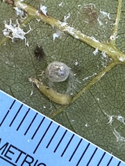 Caryomyia supina