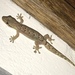Mourning Gecko - Photo (c) Daniel Carter, some rights reserved (CC BY-NC), uploaded by Daniel Carter