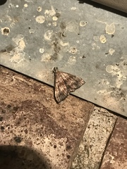 Phalaenostola larentioides