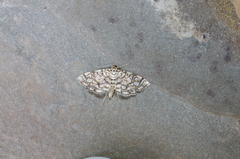 Lygropia rivulalis