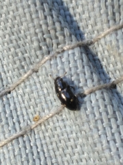 Glischrochilus siepmanni