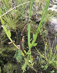 Baccharis sagittalis