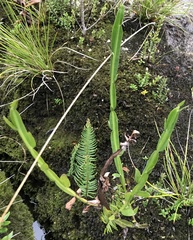 Baccharis sagittalis