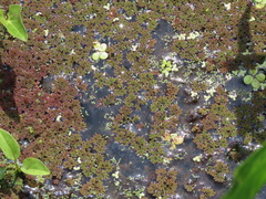 Azolla caroliniana