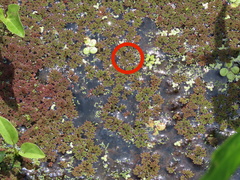 Azolla caroliniana